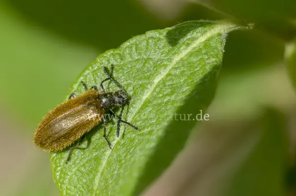 Fokus-Natur Bild