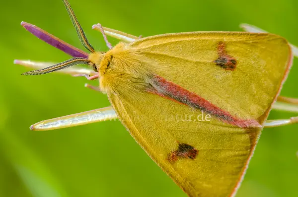 Fokus-Natur Bild