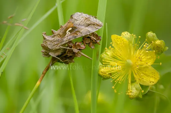 Fokus-Natur Bild