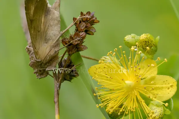 Fokus-Natur Bild