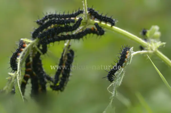 Fokus-Natur Bild