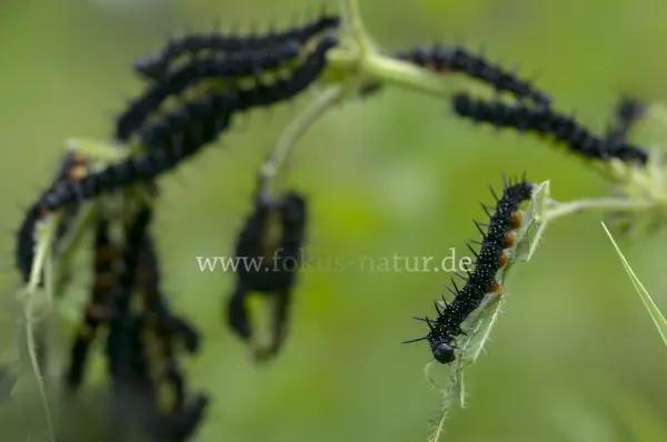 Fokus-Natur Bild