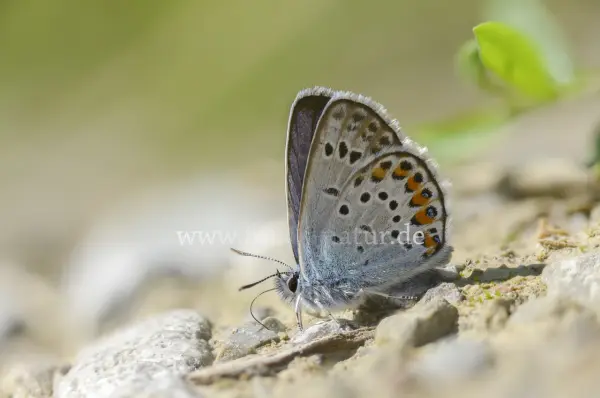 Fokus-Natur Bild