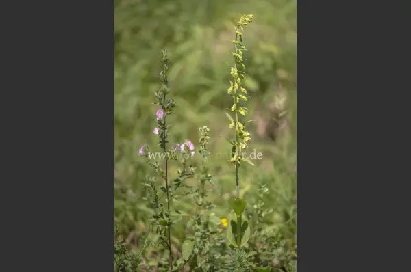 Fokus-Natur Bild