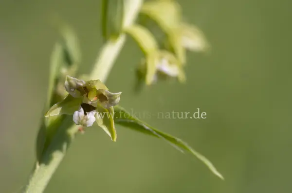 Fokus-Natur Bild