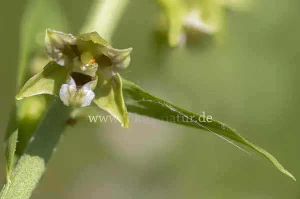 Fokus-Natur Bild