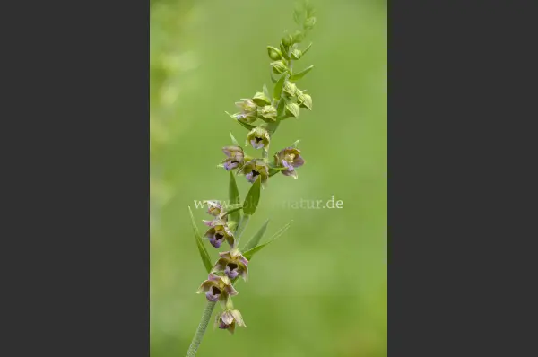 Fokus-Natur Bild