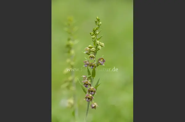 Fokus-Natur Bild
