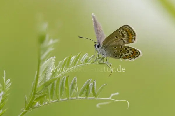 Fokus-Natur Bild