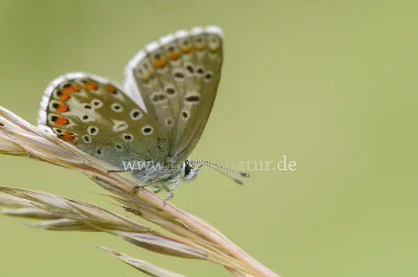Fokus-Natur Bild
