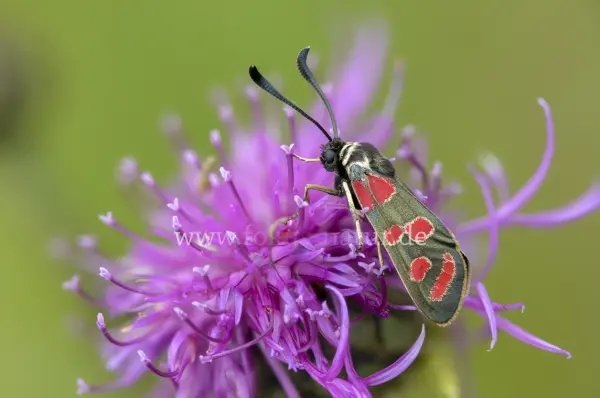 Fokus-Natur Bild