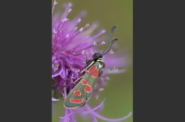 Fokus-Natur Bild