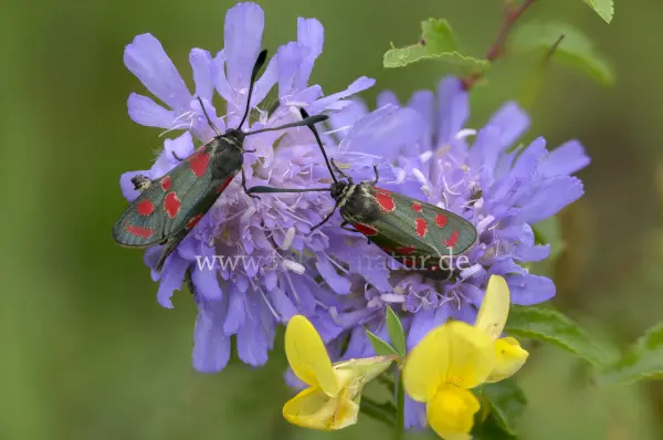 Fokus-Natur Bild