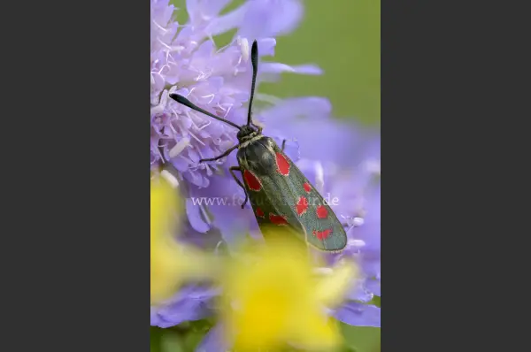 Fokus-Natur Bild