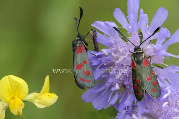 Fokus-Natur Bild