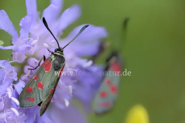Fokus-Natur Bild