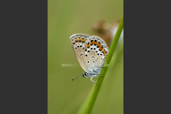 Fokus-Natur Bild