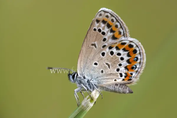 Fokus-Natur Bild