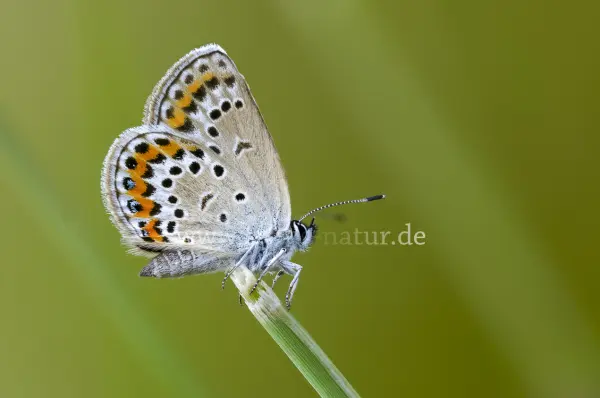 Fokus-Natur Bild