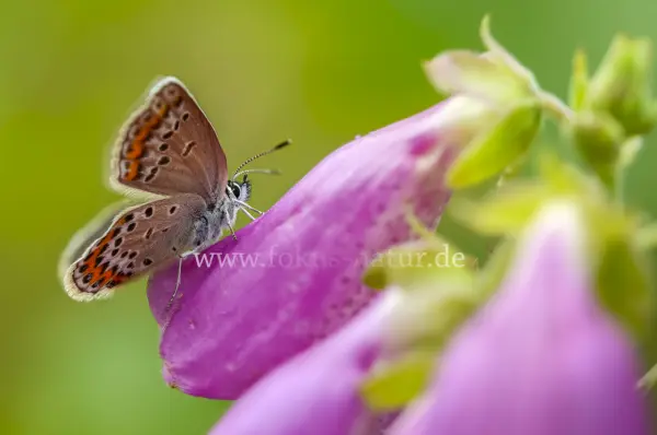 Fokus-Natur Bild
