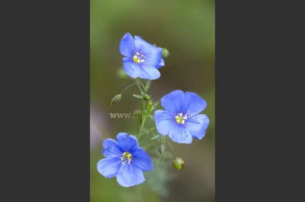 Fokus-Natur Bild
