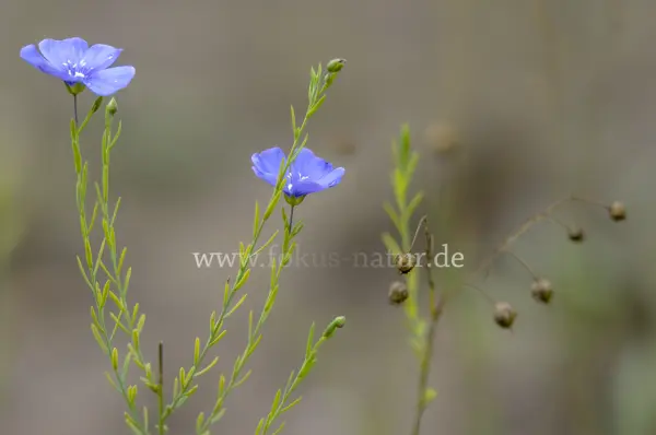 Fokus-Natur Bild
