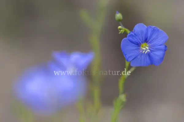 Fokus-Natur Bild