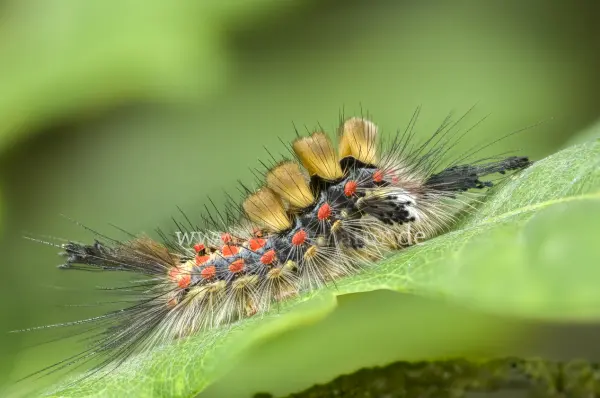 Fokus-Natur Bild