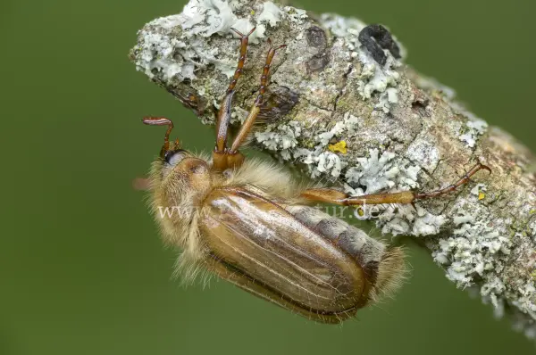 Fokus-Natur Bild