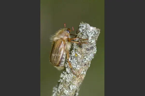 Fokus-Natur Bild