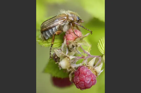 Fokus-Natur Bild