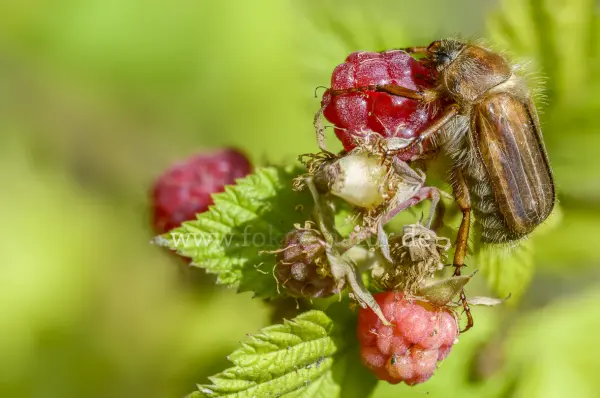 Fokus-Natur Bild