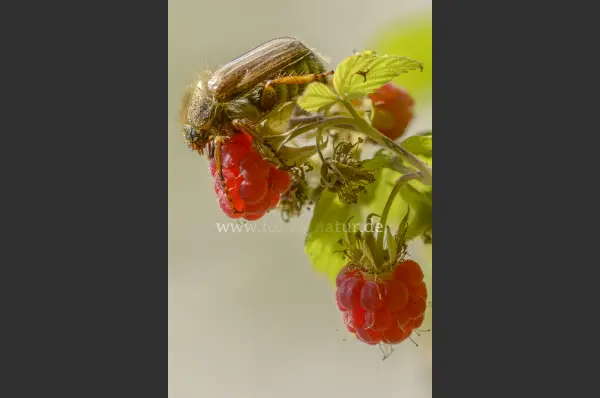 Fokus-Natur Bild