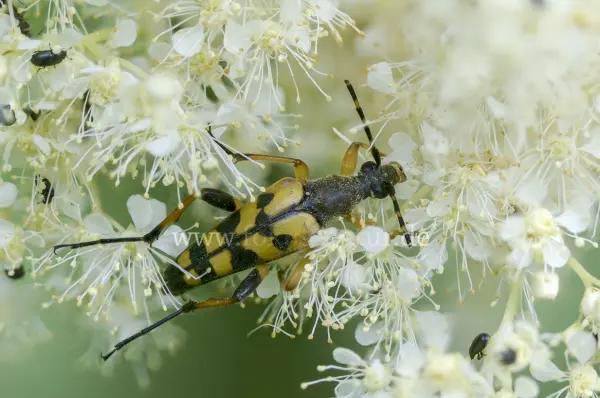Fokus-Natur Bild