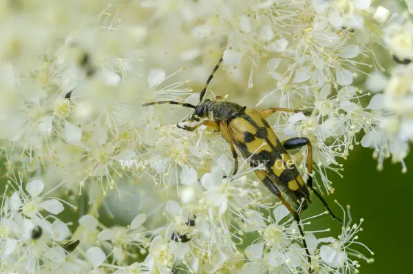 Fokus-Natur Bild