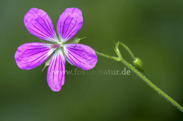 Fokus-Natur Bild