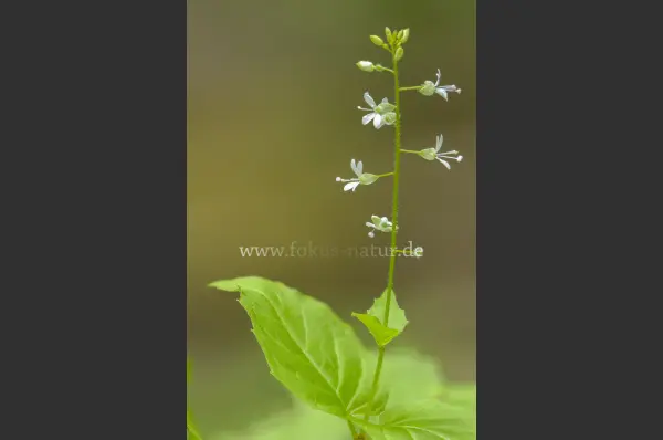Fokus-Natur Bild