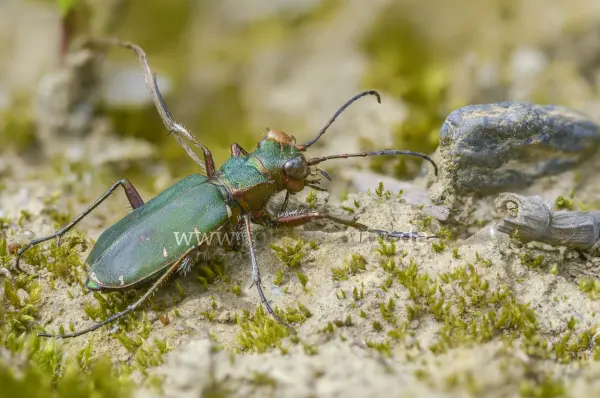 Fokus-Natur Bild