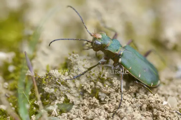 Fokus-Natur Bild