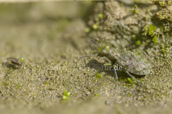 Fokus-Natur Bild