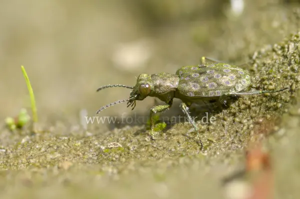 Fokus-Natur Bild