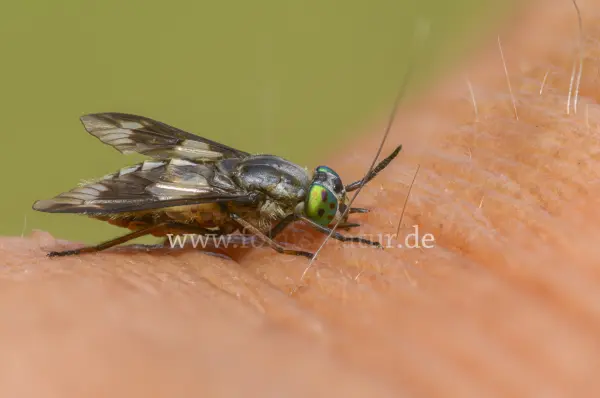 Fokus-Natur Bild