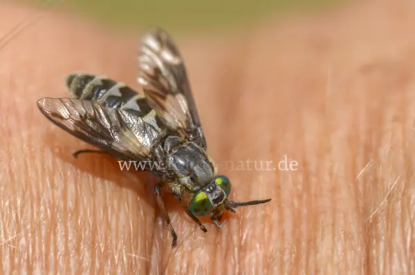 Fokus-Natur Bild