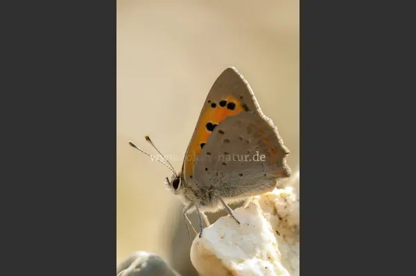 Fokus-Natur Bild