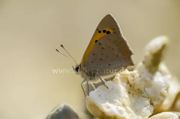 Fokus-Natur Bild