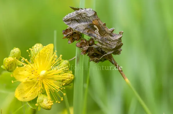 Fokus-Natur Bild