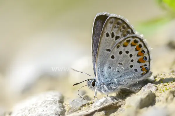 Fokus-Natur Bild