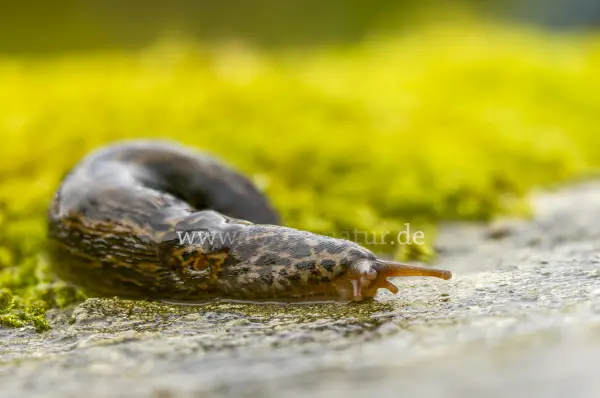 Fokus-Natur Bild