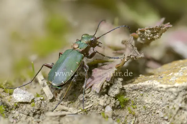 Fokus-Natur Bild