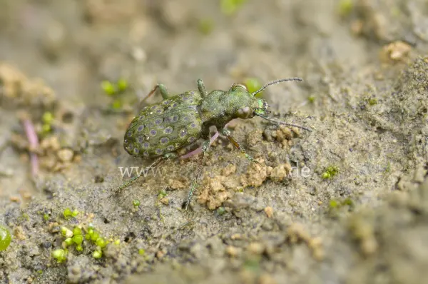 Fokus-Natur Bild